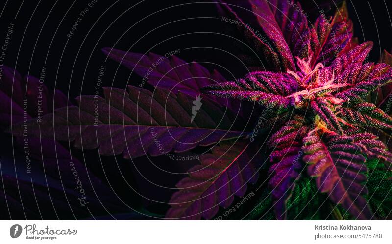 THC cannabis production.Hemp cultivation, sativa indica weed growing.Macro hemp marijuana medicine plant green health leaf medical nature herb drug growth