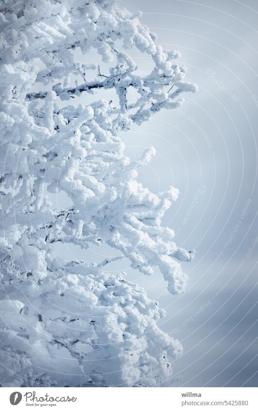 Winter atmosphere - snow covered icy branches of a tree Snow Tree snow-covered Cold Frost Winter mood winter Winter's day snowy wheeled Hoar frost Ice