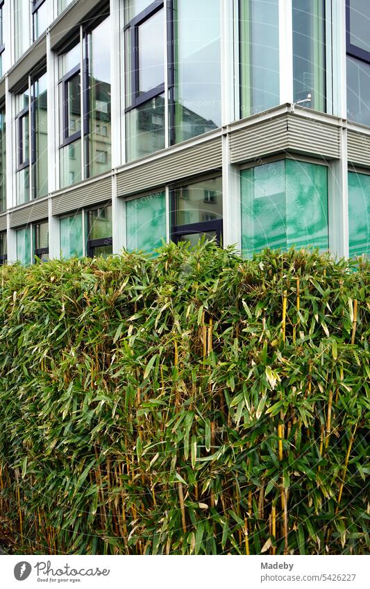 Modern architecture at Heinz-Raspe-Platz with plane trees during rain at Lindleystraße and Main Riedgraben in the east end of Frankfurt am Main in Hesse, Germany