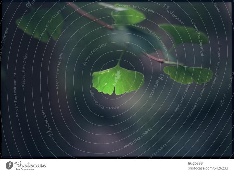 ginkgo Plant leaves Green Branch Nature Leaf naturally background Summer Spring Fresh Floral Close-up Botany Colour Blossom Flower Blooming flora Outdoors Water