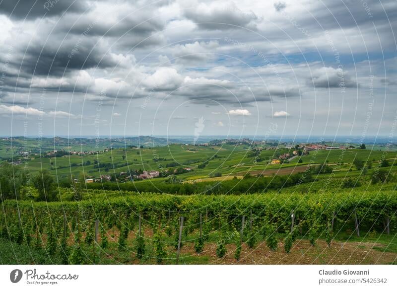 Hills of Oltrepo Pavese at June. Vineyards Europe Italy Lombardy Montu Beccaria Pavia Stradella Torrazza agriculture color country day farm field green hill