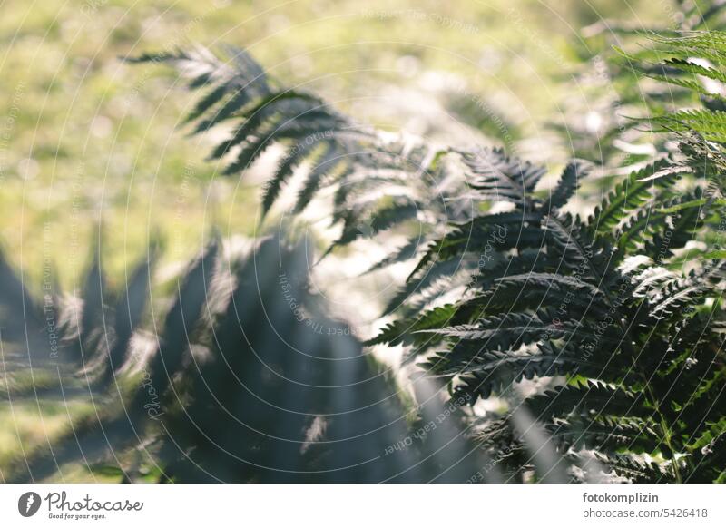 fern Fern Fern leaf Farnsheets blurriness Leaf ferns Forest Botany Plant Green Nature Delicate Pteridopsida Environment Wild plant naturally