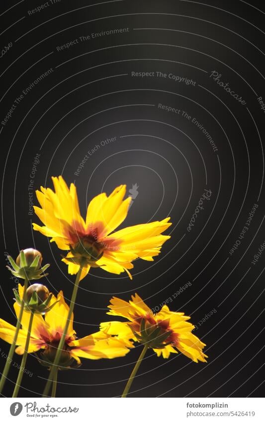 yellow flowers Yellow Blossom Nature Blossoming Flower luminescent dark background Garden summer flower garden flower blooming summer flower blossom