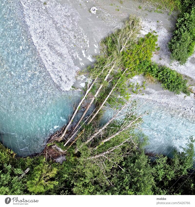 A bridge for Bambi Gale Tree storm damage Storm damage Forest Tree trunk Nature Environment Climate change Wood Destruction Forest death Topple over fallen