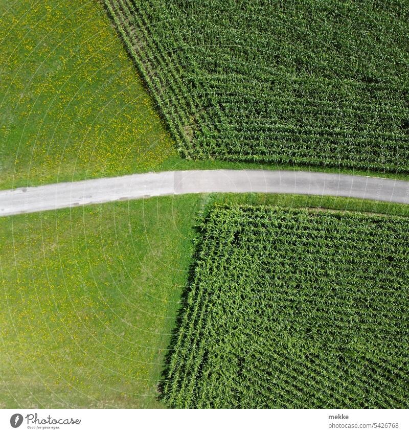 hidden peace sign off the beaten track Maize Maize field Willow tree Meadow Agriculture Street Field disassociated Divided Neighborhood Cross quarter Green