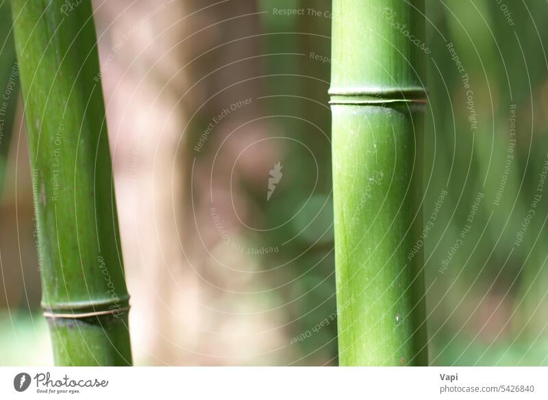 Green bamboo sprout green macro background forest leaf abstract nature pattern closeup asia beauty border botanical branch calm china chinese climate color