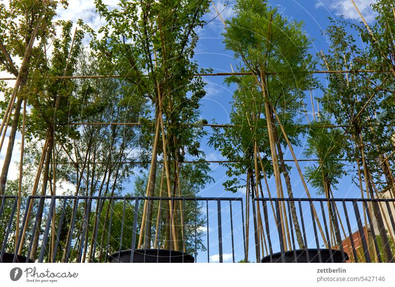 Potted plants Architecture Berlin Office city Germany Worm's-eye view Building Capital city House (Residential Structure) Sky downtown Kiez Life Light Middle