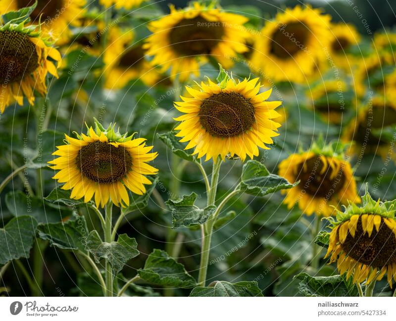 sunflower field Mature Sunflower oil Cooking oil Energy Blue Environment Landscape Plant pretty Agricultural crop Sky Back-light Hill Infinity Romance