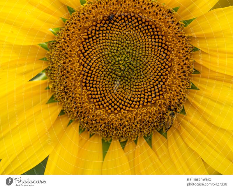 sunflower field Detail Close-up Exterior shot Colour photo bright blossom Romance Peaceful Spring fever naturally Growth pretty Fragrance Blossoming Garden