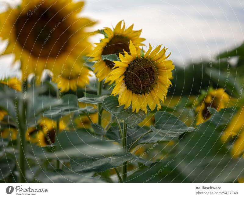 sunflower field Environment Landscape Plant Blue pretty Agricultural crop Sky Back-light Hill Infinity Romance Warm-heartedness Purity Peace Summer Field Flower