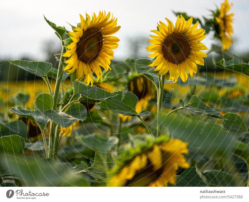 sunflower field Colour Margin of a field drought aridity series Colour photo Exterior shot Drought Sunset Rhineland-Palatinate Idyll Sunflower Sunflower field