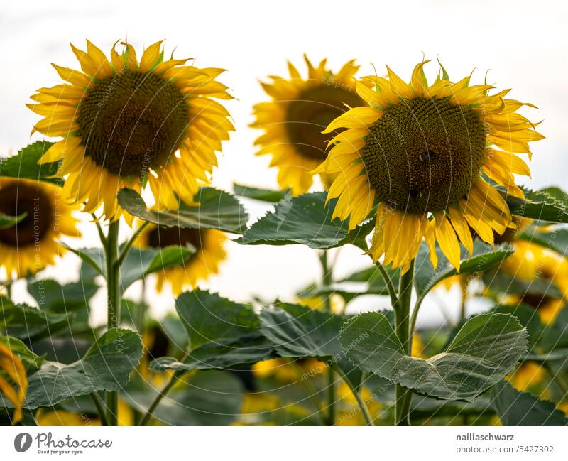 sunflower field Colour Margin of a field drought aridity series Colour photo Exterior shot Drought Sunset Rhineland-Palatinate Idyll Sunflower Sunflower field