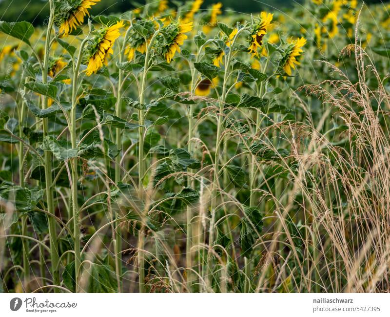 sunflower field Colour Margin of a field drought aridity series Colour photo Exterior shot Drought Sunset Rhineland-Palatinate Idyll Sunflower Sunflower field