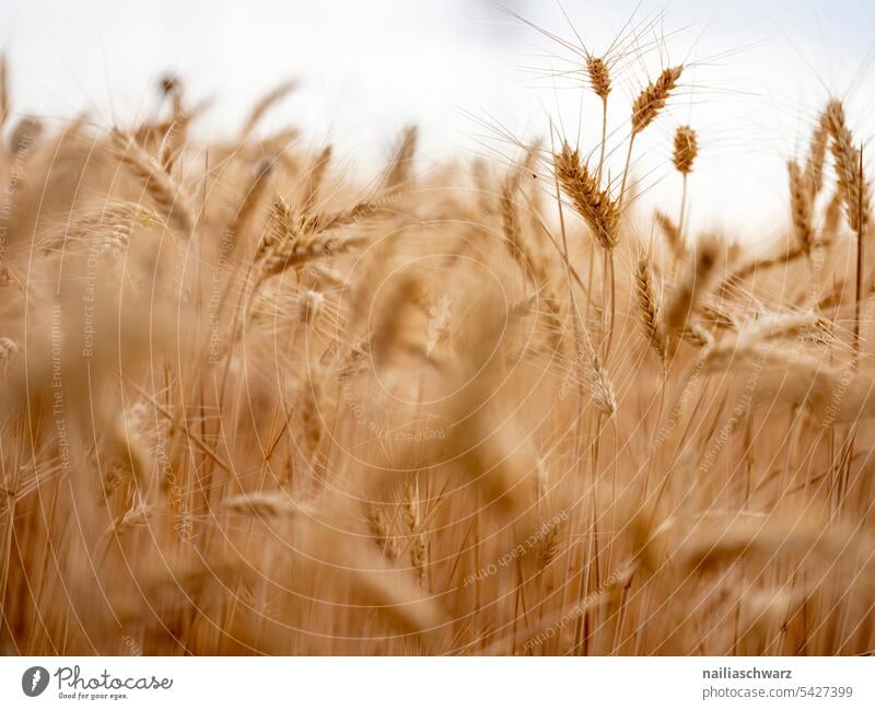 cornfield regionally our daily bread Summer sky food products Organic produce Harvest Grain Agriculture Cornfield cereal cultivation regional products