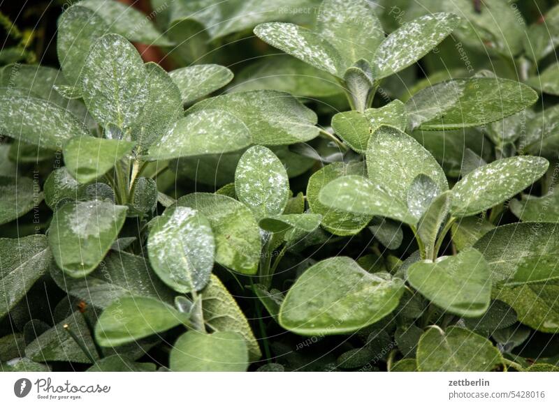 sage Relaxation awakening holidays Garden allotment Garden allotments bud composite Deserted neighbourhood Nature Plant Rain raindrops tranquillity