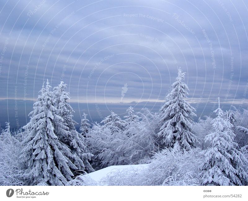 island mountain Winter Fir tree Tree Peak Snow Looking Mountain Sky