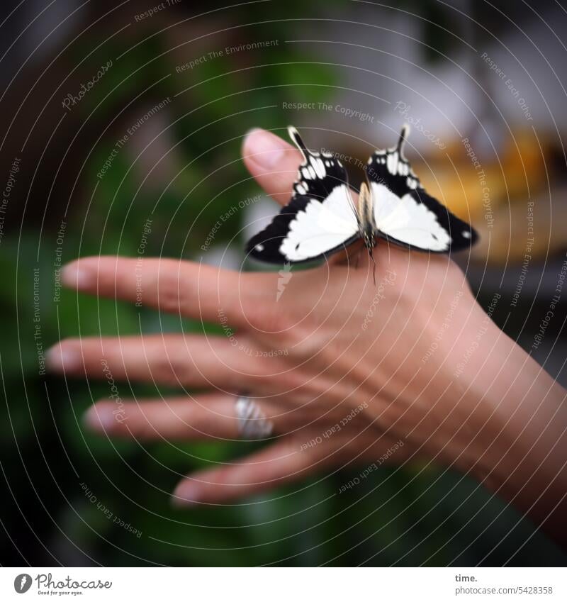 A leap of faith Butterfly Swallowtail Woman Sit Trust Hand Insect Animal Nature Close-up butterflies Jewellery Fingers Papilio machaon