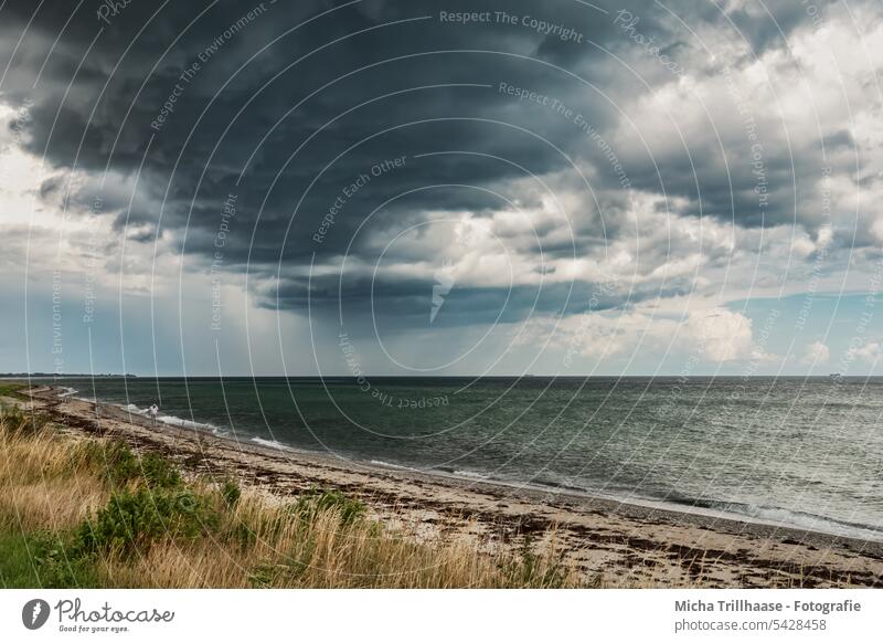 Rising rain front over the Baltic Sea Rain Clouds Cloud formation Storm Thunder and lightning Gale Denmark Langeland Weather coast Water Sand Grass Bad weather