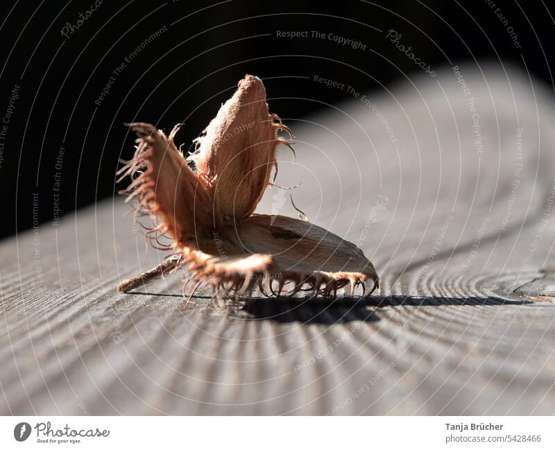 Close up of shell of beech tree on grained wooden beam Beechnut Fruit sleeve empty fruit husk Close-up Nature Wood grain wooden beams grained wood beam