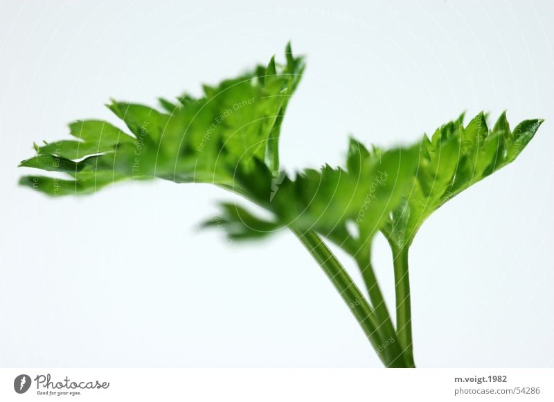 green Colour photo Studio shot Close-up Macro (Extreme close-up) Copy Space bottom Isolated Image Neutral Background Deep depth of field Food Herbs and spices