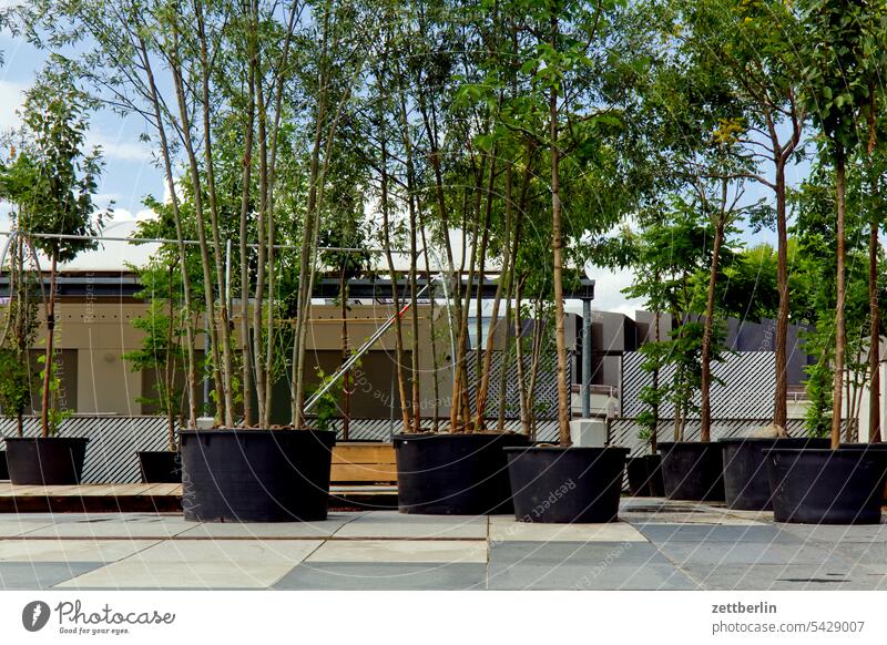 Potted plants at the Kulturforum Berlin Architecture Office city Germany Facade Window Worm's-eye view Building Capital city House (Residential Structure) Sky