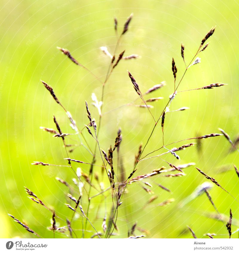 Light moment Grass Crops Grain Ear of corn Meadow Field Illuminate Simple Brown Gold Green Happy Delicate Light green Graceful Bright Bright green Summery