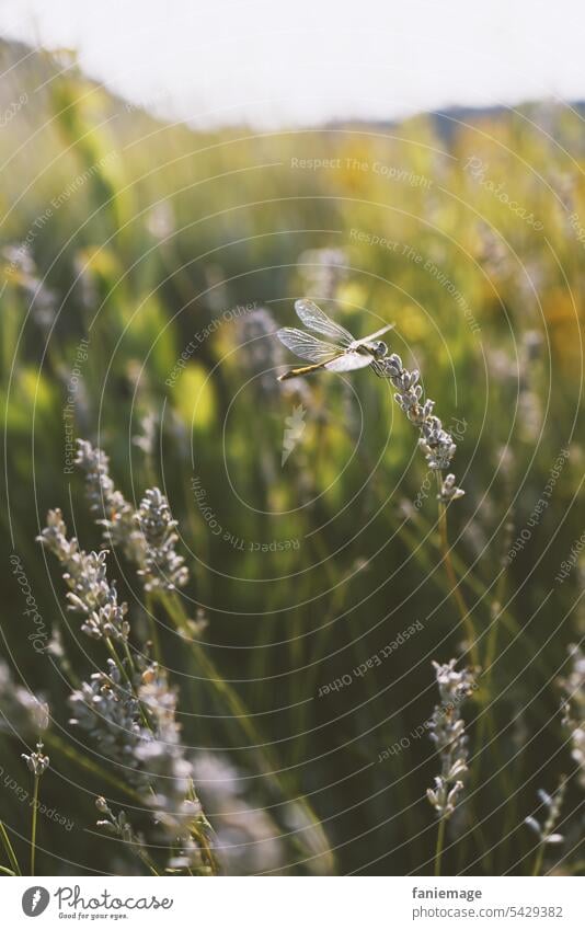 La belle Dragonflies Dragonfly pretty Insect Sunlight shine Grand piano Idyll magical Light Lavender grasses Provence Garden Nature purple golden Flying