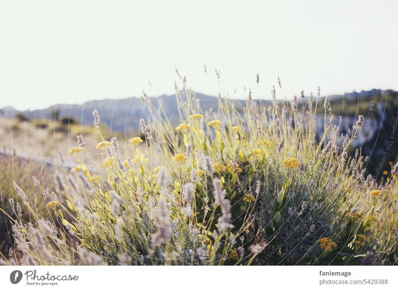 Verblühter Lavendel im Hochsommer pretty Insect Sunlight shine Grand piano Idyll magical Light Lavender grasses Provence Garden Nature golden sedentary Glimmer