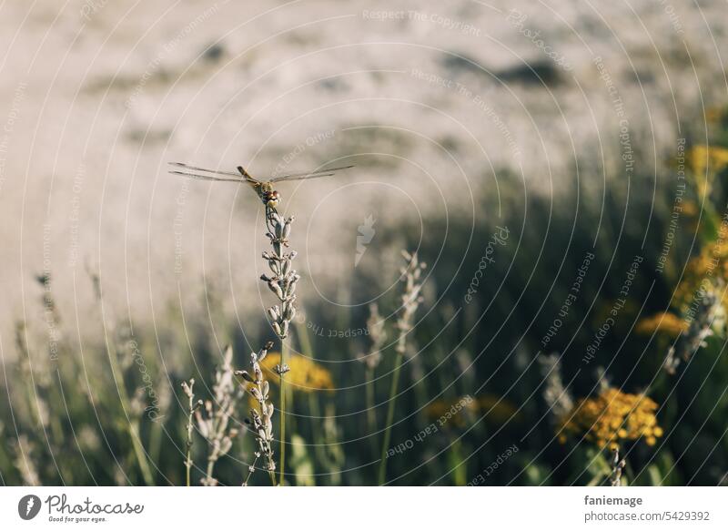 La belle libellule pretty Insect Sunlight shine Grand piano Idyll magical Light Lavender grasses Provence Garden Nature golden sedentary Glimmer Gelb Blumen