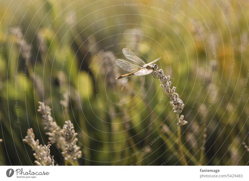 La belle libellule pretty Insect Sunlight shine Grand piano Idyll magical Light Lavender grasses Provence Garden Nature golden sedentary Glimmer Gelb Blumen