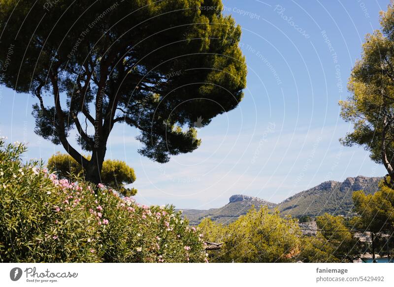 Pinie und Berge auf dem Weg zu den Calanques von Cassis Felsen Mittelmeer mediterran Nadelbaum Pflanzen Landschaft Oleander Provence Frankreich Südfrankreich