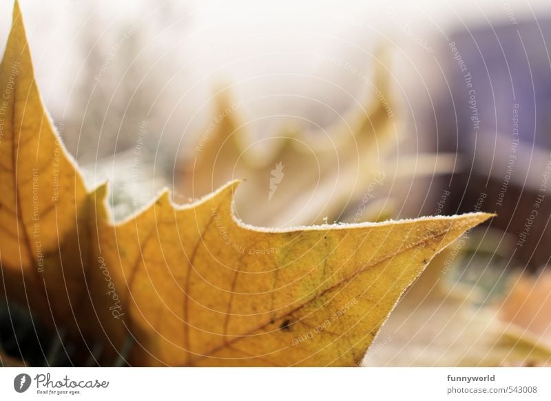 Autumn - no, already winter! Ice Frost Leaf Esthetic Cold Point Pain Longing Loneliness Winter Frostwork Limp Autumn leaves Colour photo Exterior shot Detail