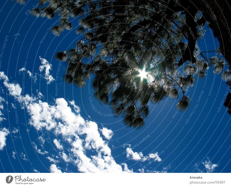 sunlight Light Sky Tree Clouds blue kimako day