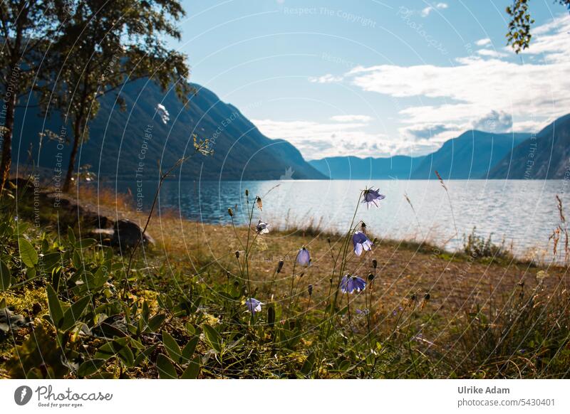 At the Sognefjord / Norway Lakeside reflection Idyll Freedom Fishing (Angle) Summer Calm Far-off places Trip Relaxation Clouds Hiking Environment Deserted