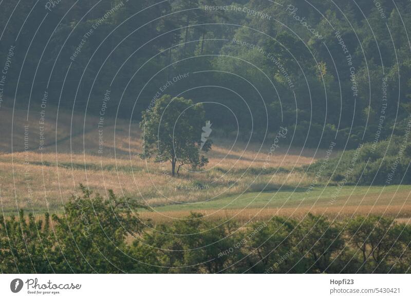 Tree in landscape Nature Forest Landscape Exterior shot Deserted Environment Colour photo Day Plant naturally Green Light Sunlight Beautiful weather Shadow