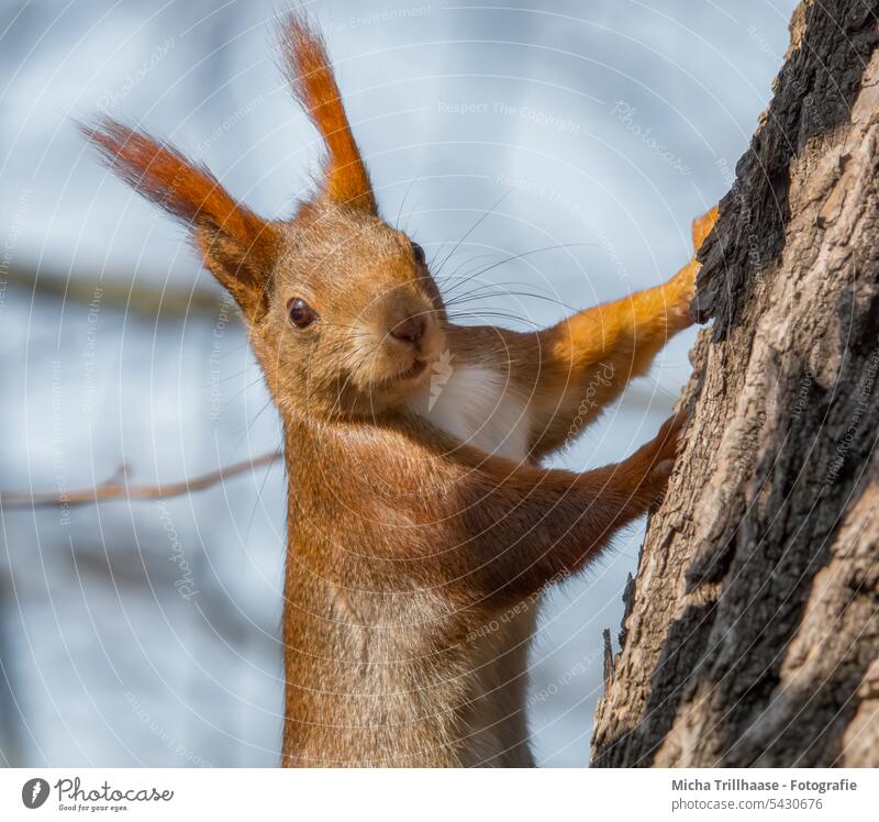 Curious looking squirrel on tree trunk Squirrel sciurus vulgaris Animal face Head Eyes Nose Ear Muzzle Claw Pelt Paw Rodent Wild animal Nature Tree Tree trunk