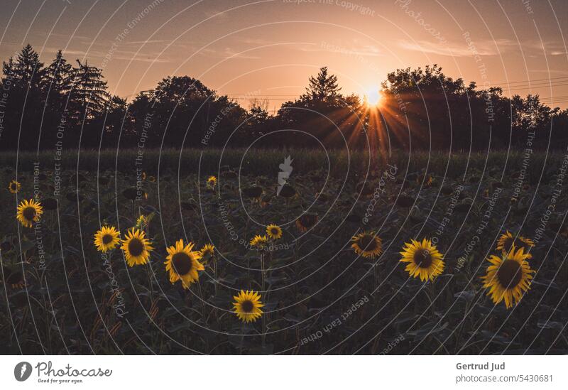 Sunset at sunflower field Landscape Nature Sunflower Summer Flower Yellow Plant Exterior shot Field Sunflower field Blossom Agricultural crop Blossoming