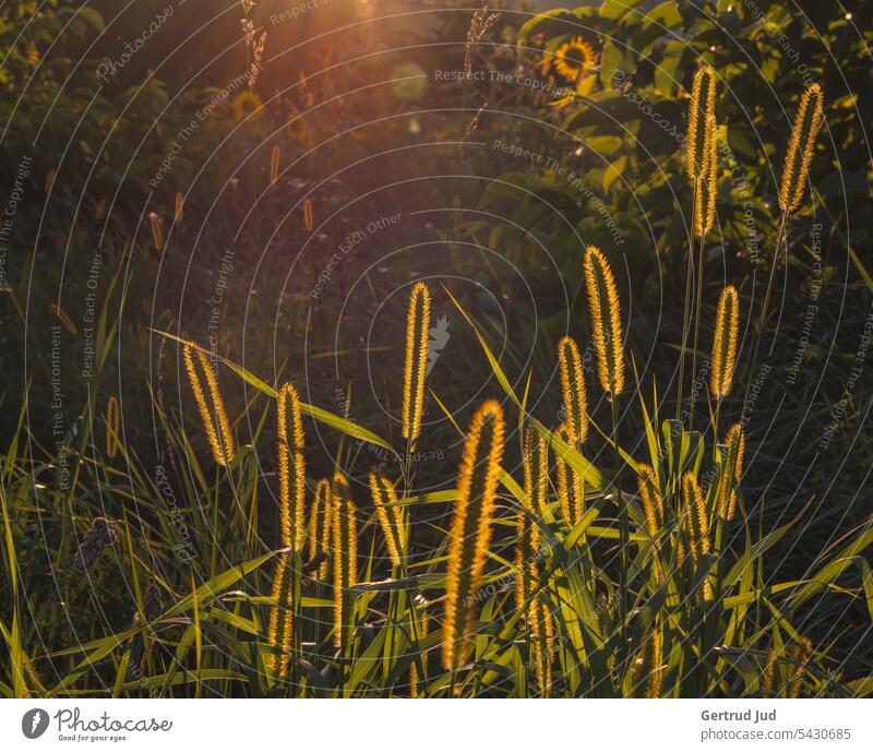 Evening atmosphere at the field Landscape Nature Sunflower Sunset Summer Flower Yellow Plant Exterior shot Colour photo Field Sunflower field Environment