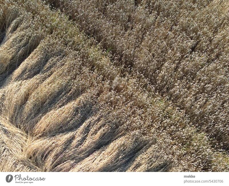 wind-blown Agriculture Field Wind Agricultural crop Food Plant Summer Growth Harvest Storm damage Nutrition Crop damage Ecological Environment Pattern obliquely