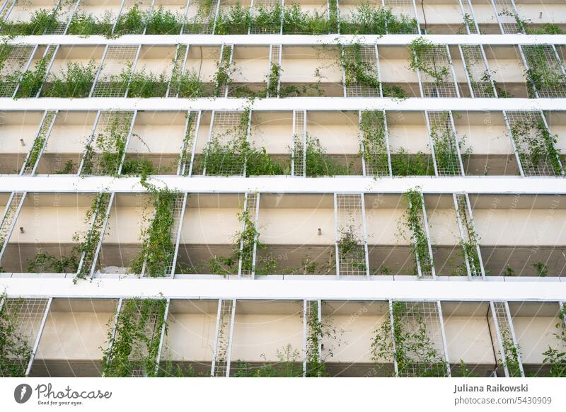 Green overgrown facade on a high-rise building Environment Nature Exterior shot Architecture Colour photo Deserted Day Building Facade Window Town