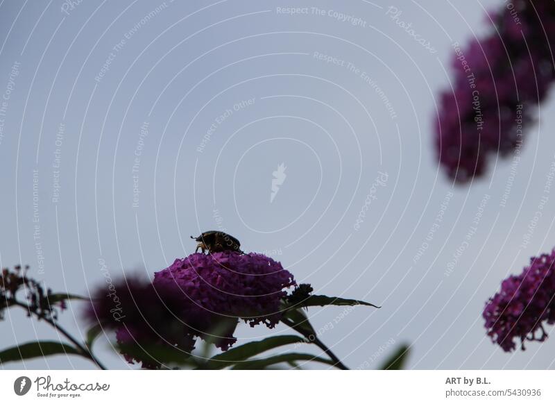 A beetle keeps a lookout Insect Beetle Animal Nature lilac butterfly bush Garden