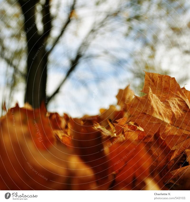 Chemnitz Foliage Avalanche Environment Nature Plant Autumn Beautiful weather Tree Leaf Deciduous tree Park Deserted Wood Hang Lie Stand Bright Tall Near Natural