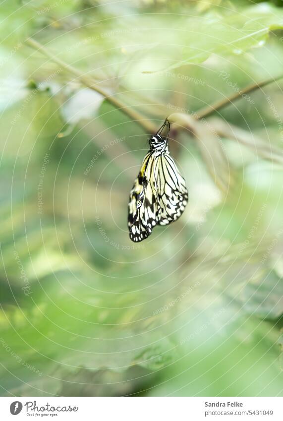 Butterfly between green leaves Insect Animal Grand piano Feeler Macro (Extreme close-up) Close-up Shallow depth of field Delicate Compound eye Nature