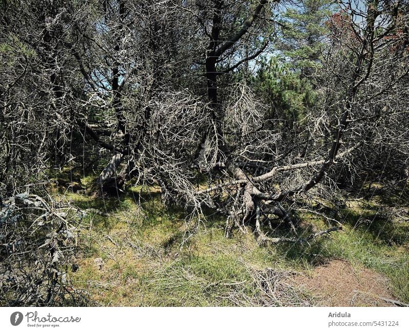 Dead pine trees in forest Forest pines Jawbone Nature Landscape Environment Wood Todholz Tree Climate change Forest death Forestry nature conservation