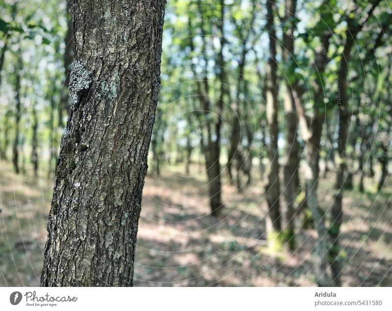 Lights young oak forest Tree Tree trunk bark Tree bark Oak tree Forest Nature Wood Detail blurriness Oak forest Green