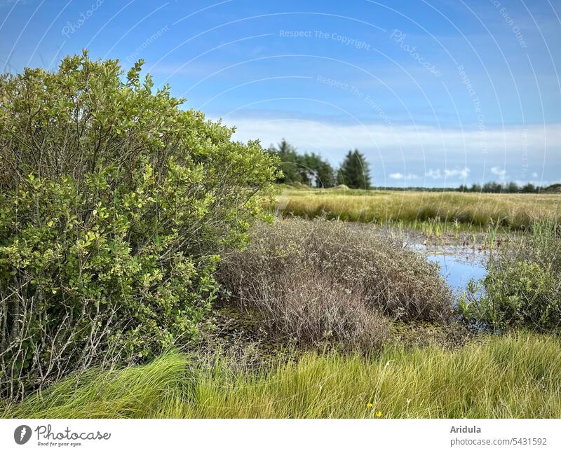 Shrubs by a small lake in a meadow in the nature reserve Lake Water Meadow Bushes Landscape Deserted Lakeside Calm Reflection Idyll Surface of water Nature