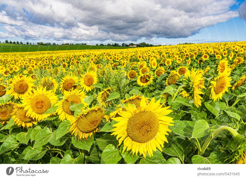 Sunflower field between Stäbelow and Clausdorf near Rostock Helianthus annuus Field Agriculture Nature Landscape Summer Mecklenburg-Western Pomerania Tree Sky