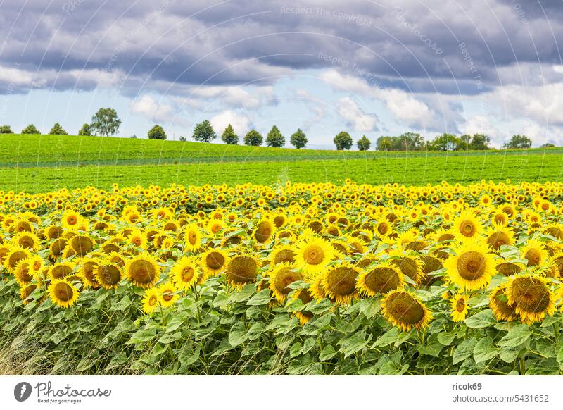 Sunflower field between Stäbelow and Clausdorf near Rostock Helianthus annuus Field Agriculture Nature Landscape Summer Mecklenburg-Western Pomerania Tree Sky