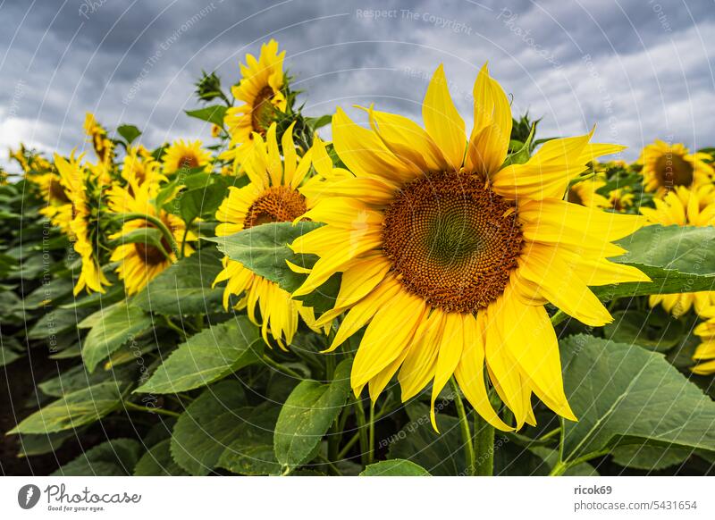 Sunflower field between Stäbelow and Clausdorf near Rostock Helianthus annuus Field Agriculture Nature Landscape Summer Mecklenburg-Western Pomerania Sky Clouds