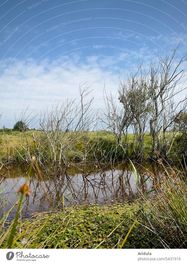 Bare bushes by small lake in meadow in nature reserve Lake Water Meadow Bushes Landscape Deserted Lakeside Calm Reflection Idyll Surface of water Nature